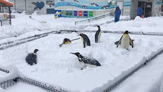 越前松島水族館 オウサマペンギン