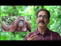 ഓറാങ്ങുട്ടാൻ മനുഷ്യരെപ്പോലെ orangutans similarities with human orangutan malayalam animals wild