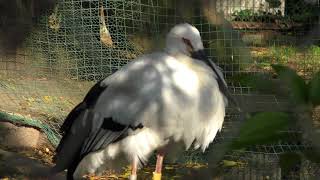 ニホンコウノトリ (天王寺動物園) 2017年11月3日