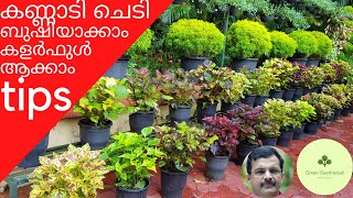 Tips for Bushy and Colorful coleus, Care and Propagation Malayalam