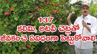 how to create border fencing with karonda plants||Hari Babu ||Organic ||Natural