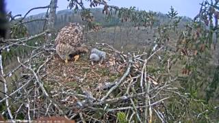 Durberts crawls back to nest