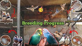 Breeding Progress 🥳 Mutation Finche Java Finche & Diamond Dove Breeding 2025 Season 😍