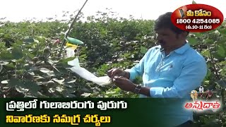 PinkBoll Worm, White Fly \u0026 Rain Effect in Cotton | ప్రత్తిలో గులాబిరంగు పురుగు నివారణకు సమగ్ర చర్యలు