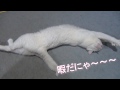 暇だにゃ～！ 遊んでほしい白猫ユキ　white cat yuki