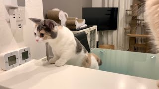 ♡《見守る》初めて洗い物を見た子猫ちゃんの反応が可愛すぎた【短毛マンチカン＆ミヌエット】