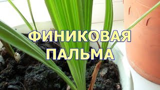 Финиковая пальма из косточки видео