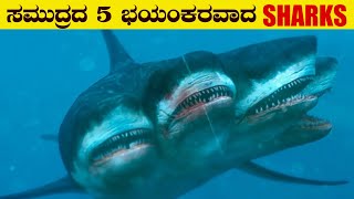 ಸಮುದ್ರದ 5 ವಿಚಿತ್ರವಾದ ಶಾರ್ಕ್ ಮೀನುಗಳು | 5 Most Rare Shark Species Hidden in the Ocean | VismayaVani