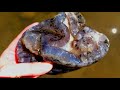 Agate Paradise Found: Living the Rockhound Dream #thefinders #rockhunting