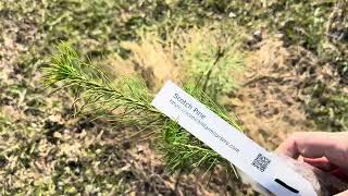 Planting Scotch Pines