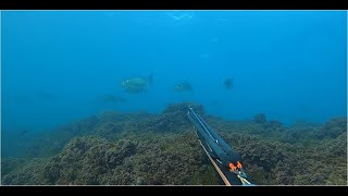 SPEARFISHING TO: A spigole con l'amico Vanny