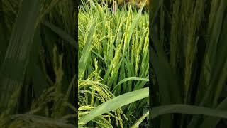 paddy field view#Tenkasi tamilnadu