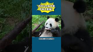 为什么只有中国有大熊猫？#熊猫 #panda #丫丫 #萌兰 #花花