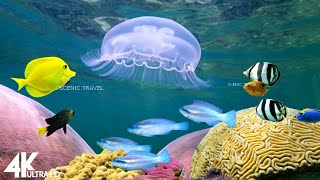 Aquarium 4K VIDEO (ULTRA HD) - Beautiful Coral Reef Fish - Focus Relaxing Music by Scenic Travel