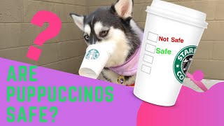 How Safe are Puppuccinos ? ☕️🐾