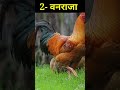 vanraja murga palan murgipalon poultry vanraja