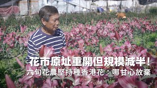 【#我城的聲音】花市原址重開但規模減半！元朗六旬花農堅持種香港花：哪甘心放棄