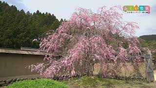 ふくい散策　お花見トレッキング　一乗谷