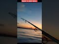 Mancing di sarang ikan sembilang ! #short #shorts #shortvideo