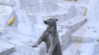 立ち上がるホウちゃん🐻‍❄️【天王寺動物園】