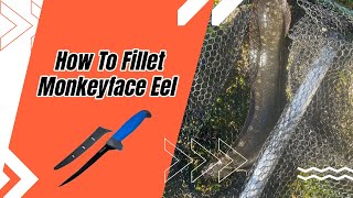 Filleting Monkeyface Eel (How To)