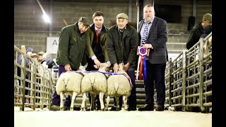 Experience the Enchantment of Oliver's First Christmas Lamb Show