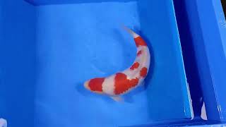 Tosai KaiHKoi - VIP KOHAKU JUMBO Auction Momotaro 35 Cm Female