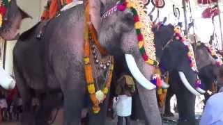 Kerala Elephant Kuttankulangara Arjunan at Uthralikavu Temple Pooram