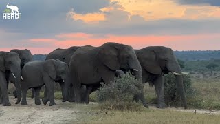 The Elephant Herd with a Unique Story 🐘