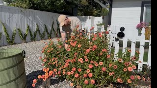 Big Plant Removal, Fall Cleanup🍂 || Visit Our Garden