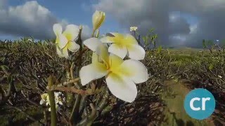 Visiting a Plumeria farm in Hawaii