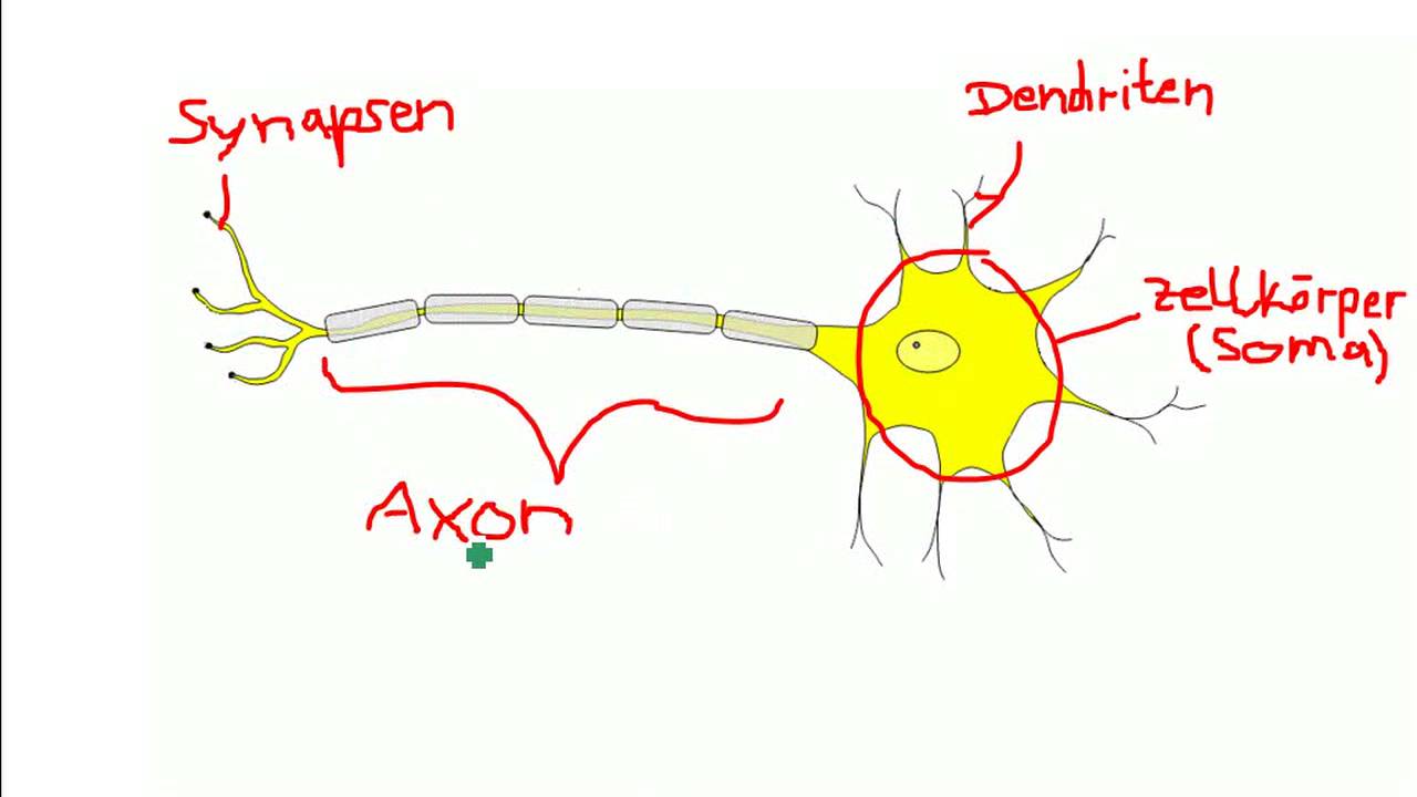 Nervenzelle Aufbau (unbedingt Beschreibung Beachten!) - YouTube