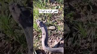 افعی گرزه می‌تونه گردن خودش رو پهن کنه. #snake #گرزه_مار #animals #avan #viper #wildlifedocumentary