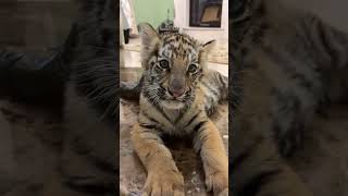 Beautiful Bengal Tiger Cub | Nouman Hassan |