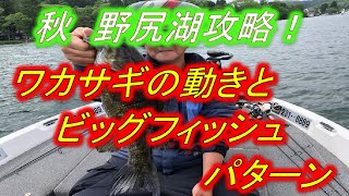 野尻湖スモールマウスバス　秋のベイトの動きとデカバス狙い方