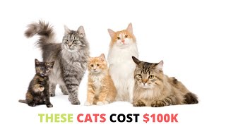 Top 8 Most Expensive Cat Breeds in the World: Ashera vs Savannah