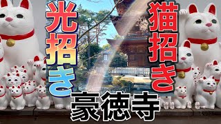 【招き猫まみれ🌟】数千、数万体⁉️圧巻の招き猫殿堂😺念願成就のお礼に奉納された猫達です。いわば結果を出してくれたありがたい猫たちがここに‼️