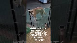 仕事帰りに迎えてくれる17歳犬ちい(*^^*)(体調崩してから初めてで嬉しくて撮りました)#ちい#ありがとう#拡散希望#シェア @17olddogchiivlog