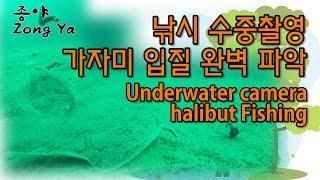 낚시 수중촬영 - 가자미 낚시 입질 완벽 파악 속초 생활 낚시 Underwater camera halibut fishing