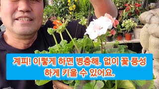 제라늄! 공중에 매달아, 꽃 풍성하게 피게 하려면 꼭 이렇게 하세요! (영양제,분갈이 꿀팁까지 알려드려요)