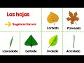 tipos de hojas para niños ✔👩‍🏫 primaria