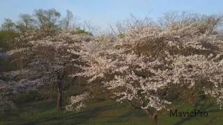 雫石川園地の桜