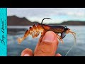 Pesca con CAMARÓN ARTIFICIAL en Topolobampo -  coconaco y pargo