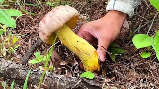 沉浸式在捡菌子视频里无法自拔！ #捅了野生菌的窝了 #沉浸式