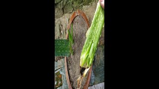 How to grow aloe vera from a leaf with 100% success| #shorts #youtubeshorts #shortsvideo #viralvideo