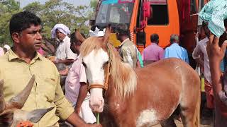 Biggest cattle market in kerala palakad kuzhalmannam🏇🐂🐃