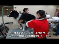 カフェ！プール！アースくんがフワフワに⁉【ドッグリゾートwoof】