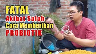 CARA MEMBUAT PROBIOTIK UNTUK TERNAK