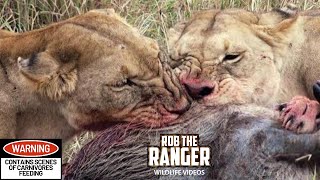 Lioness Chased From her Meal By Rival Pride | Maasai Mara Safari | Zebra Plains