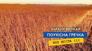 Зібрали поукісну гречку, мороз підсушив замісь десикації, сипанула менше тони, але і то в радість!